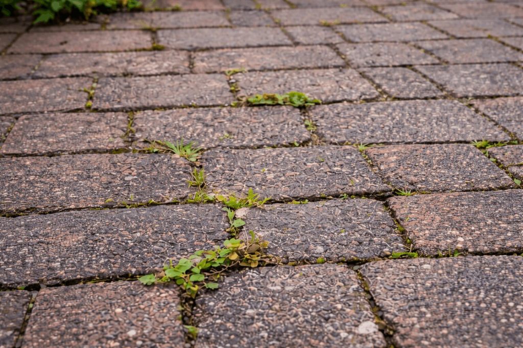 weed growth paving (1) (1)